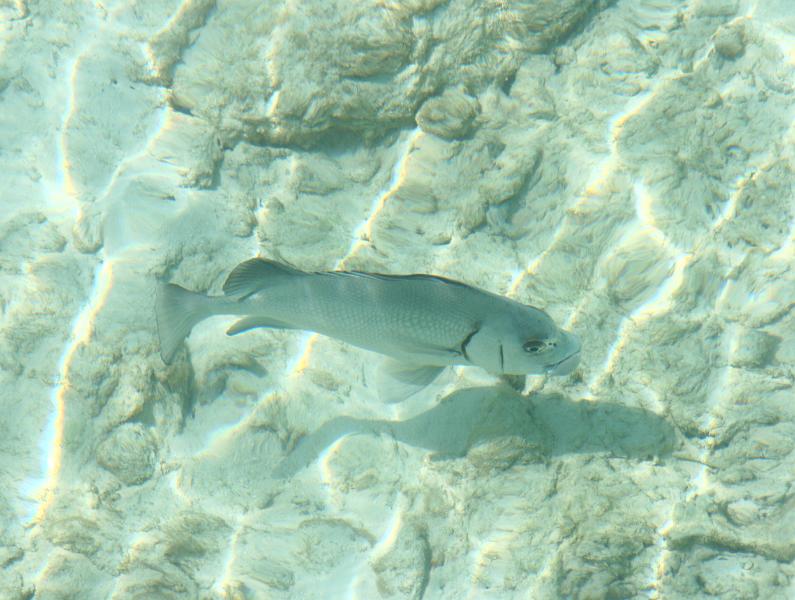 Kuramathi (258).jpg